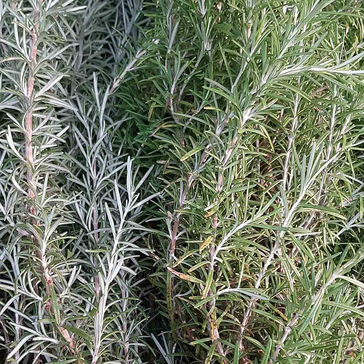 Natural Pearls of Jamaica Rosemary Loose Leaves